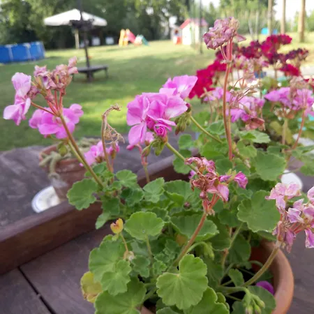 La Rosa Tra Le Vigne Bed & Breakfast *