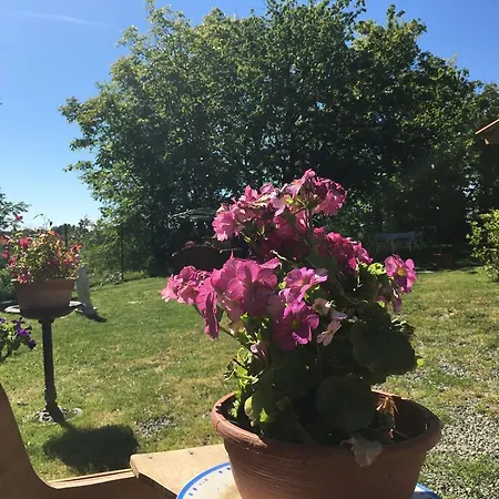 La Rosa Tra Le Vigne *